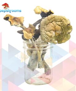Alacabenzi Magic Mushrooms