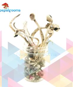Albino Goldies Mushrooms