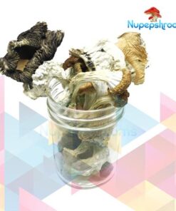 Amazonian Cubensis Mushrooms