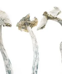 Avery Albino Cubensis Mushrooms