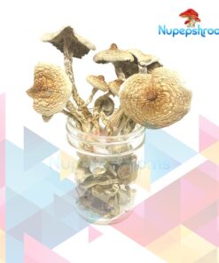B+ Cubensis Mushrooms