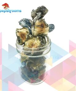Blue Meanie Cubensis Mushrooms