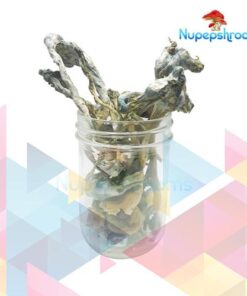 Blue Psilocybe Cubenis Mexicana Mushrooms