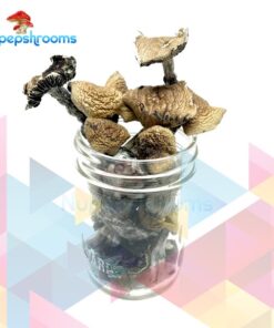 Cambodian Cubensis Mushrooms