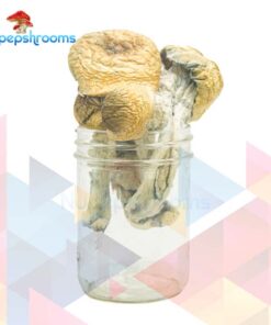 Florida White Magic Mushrooms