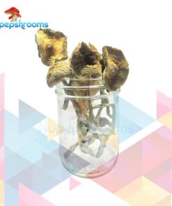 Golden Emperor Mushrooms