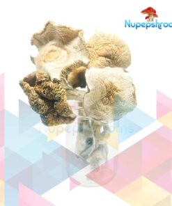 Bulk Golden Teacher Magic Mushrooms