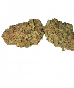 BLOW OUT SALE Sunflower Hybrid 28G $45