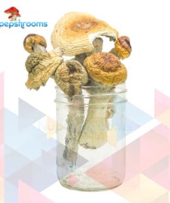 Jack Frost Magic Mushrooms