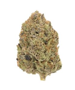 Mimosa | Sativa