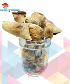 NEW Burmese Psilocybe Cubensis