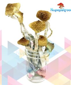 NEW SyZygy Cubensis Mushrooms