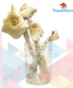 Orissa Magic Mushrooms