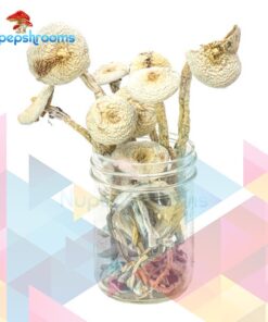 Rustic White Magic Mushrooms