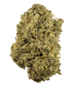 Durban Poison | SATIVA