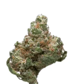 Space Needle Sativa