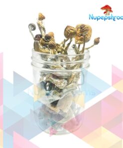 Transkei Cubensis Mushrooms