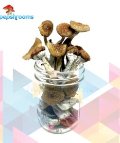 Z-Strain Magic Mushrooms