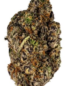 Apple Fritter Hybrid
