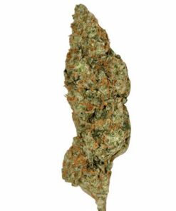 Lemon Haze Sativa 28G $49 BLOW OUT SALE
