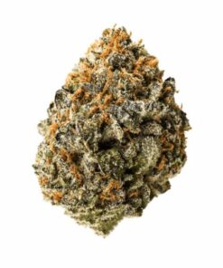 Sonoma Coma Sativa