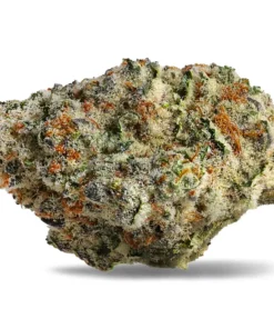 Strawberry Amnesia Sativa